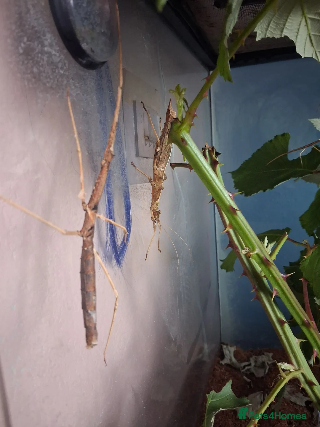 Stick Insects invertebrates for sale: Mixed breeds of stick insects  - Advert 8