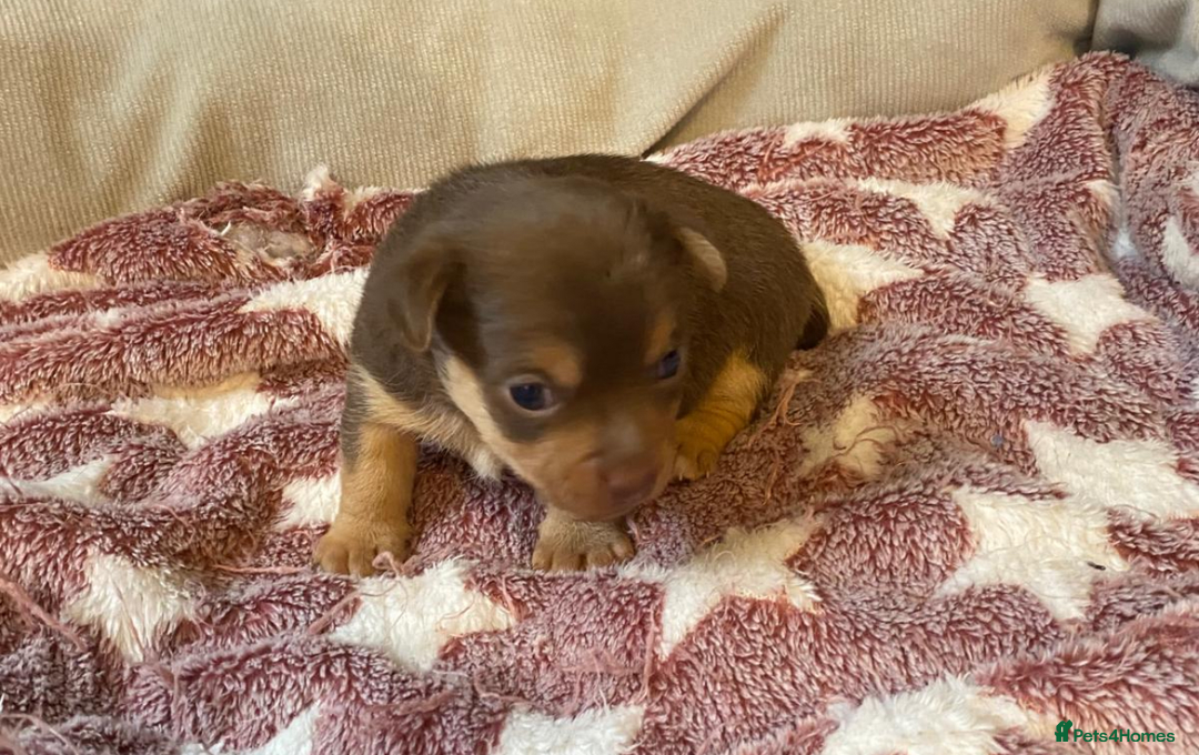 Jack Russell dogs for sale: jack russell girl for sale  - Advert 7