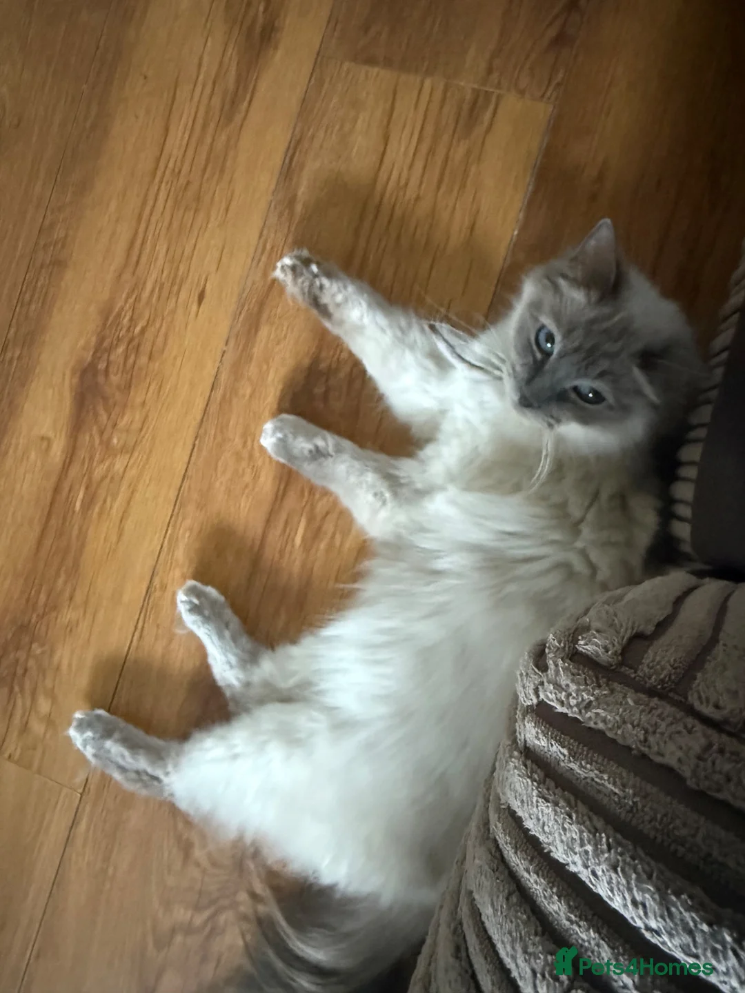 Ragdoll cats for sale: GCCF Active Registered Blue Point Ragdoll Queen  - Advert 4