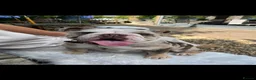 English Bulldog dogs for sale: 9 beautiful 5 ⭐️ English bulldogs  - Advert 22
