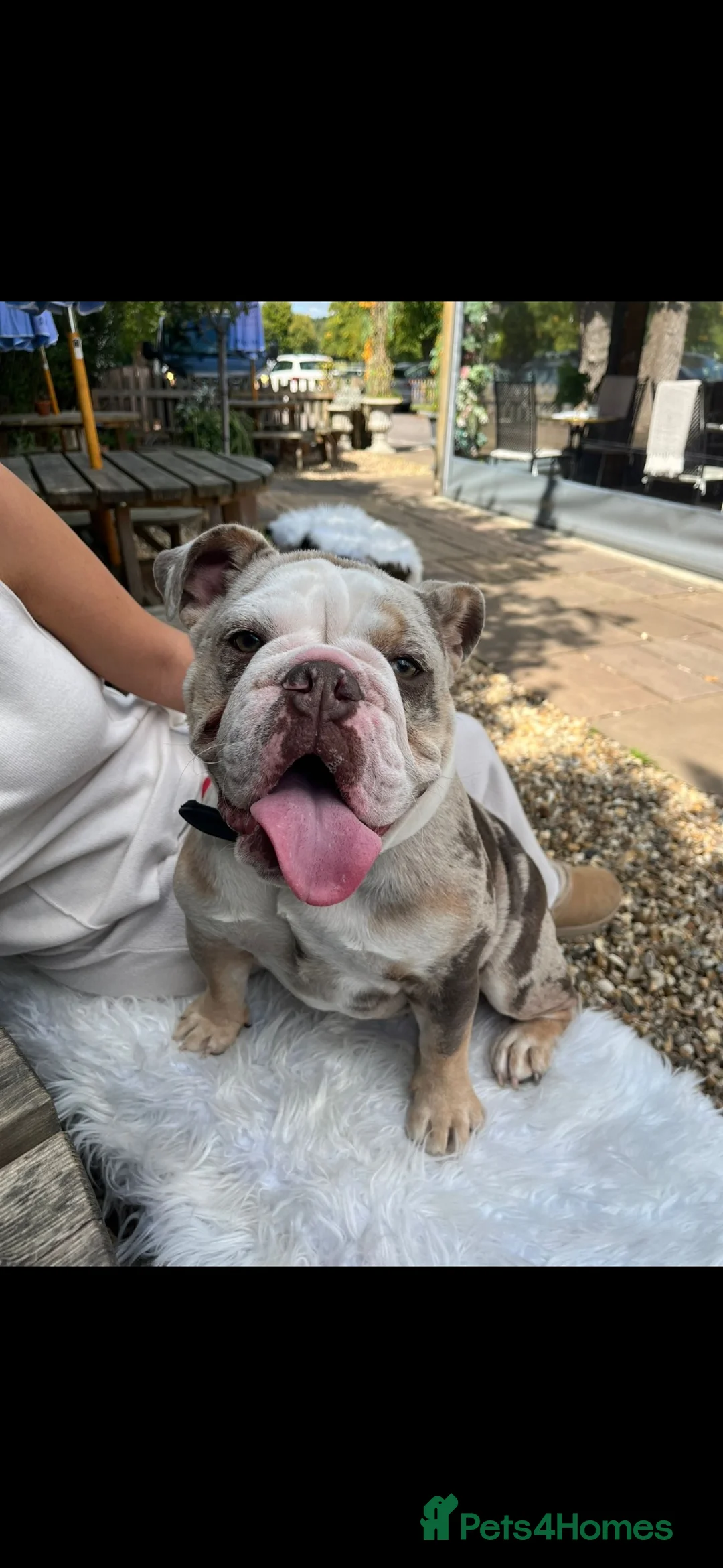 English Bulldog dogs for sale: 9 beautiful 5 ⭐️ English bulldogs  - Advert 22