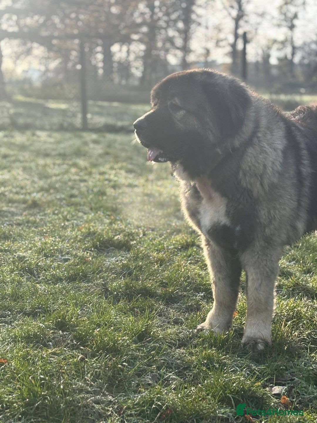 Caucasian Shepherd Dog dogs for sale: 🏡 ADOPT MISHA 🐾 FREE 🌟 Make a Christmas Miracle - Advert 11