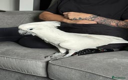 Cockatoo birds for sale: Umbrella Cockatoo  - Image 1