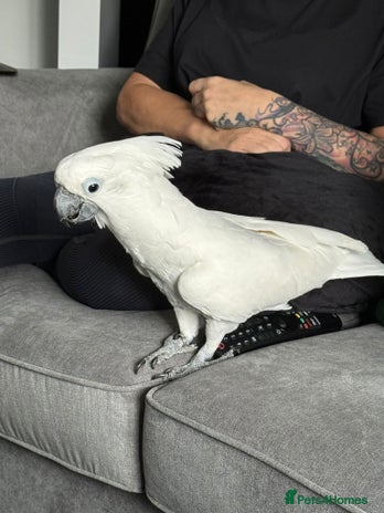 Cockatoo birds - Advert 1