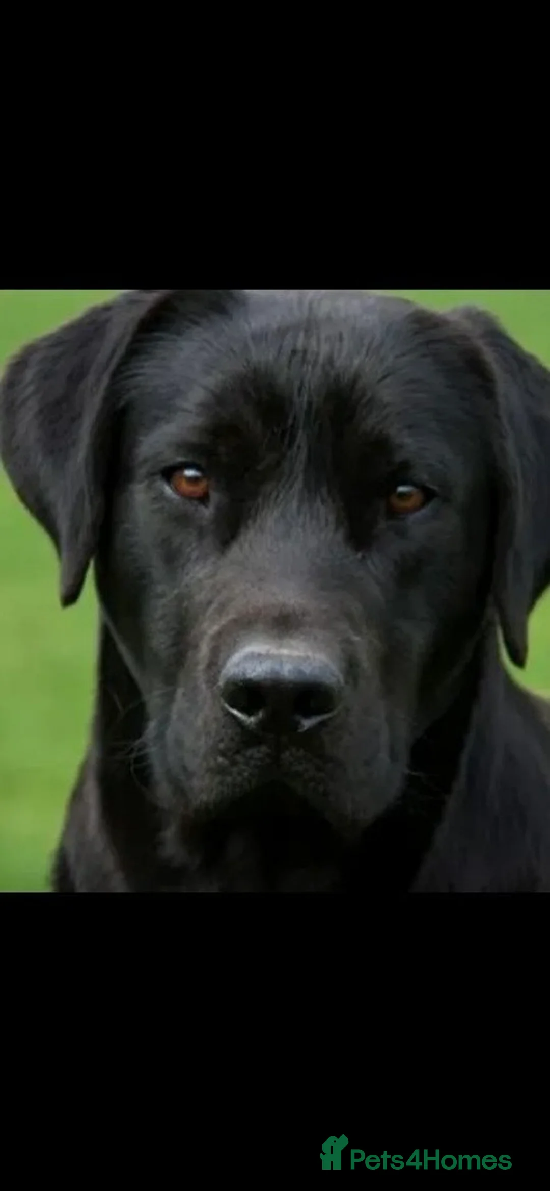 Labrador Retriever dogs for stud: Proven, KC Reg, fully health tested Labrador stud - Advert 3