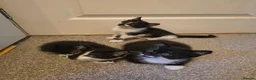 Mixed Breed cats for sale: 3 cute kittens (1 boy,2 girls) - Advert 4