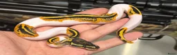 Python Snake reptiles for sale: Various royal pythons from £25 upwards  - Advert 9