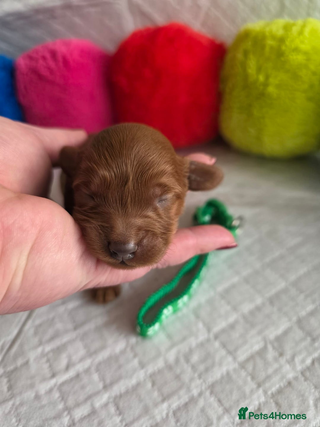 Cavapoo dogs for sale: 🥇 Finest Quality Beautiful F1b Cavapoos 🥇 - Advert 3