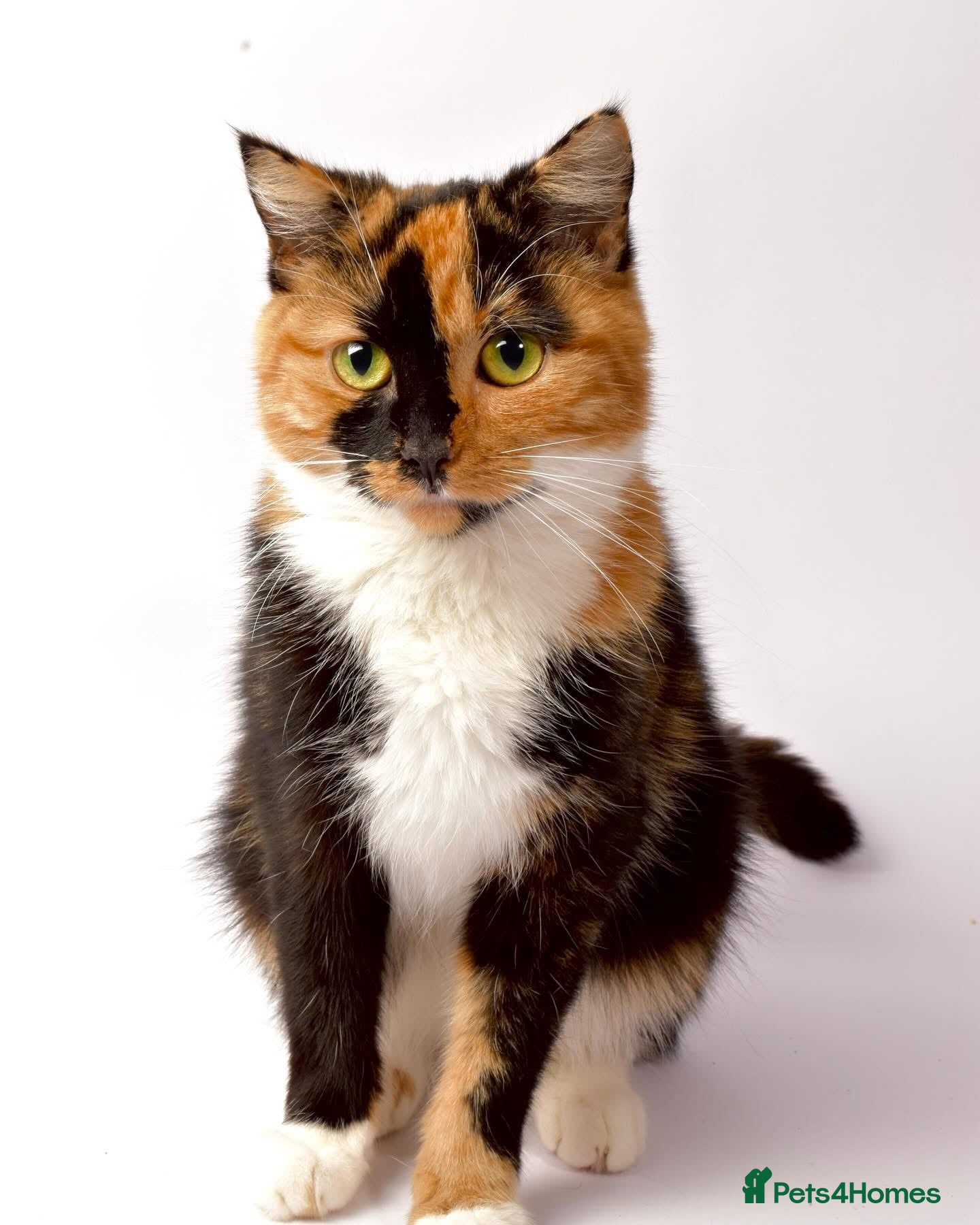 Mixed Breed cats 3 kittens for sale - Advert 2