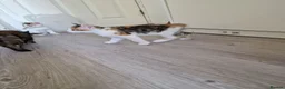 Mixed Breed cats for sale: Handsome Ginger Boy & Adorable Calico Girl - Advert 13