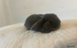 Mini Lop rabbits for sale: Gorgeous mini lops ready to reserve. - Image 3