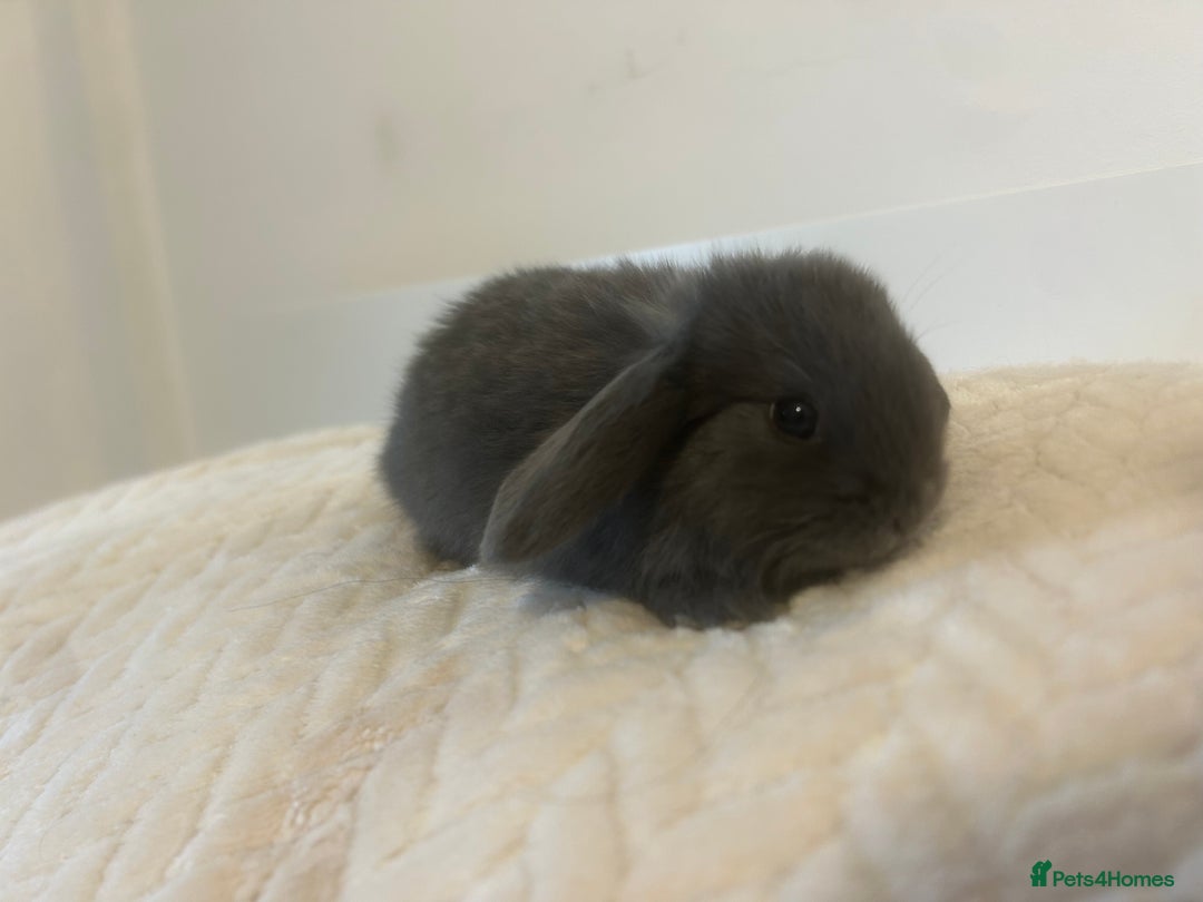 Mini Lop rabbits for sale: Gorgeous mini lops ready to reserve. - Image 3