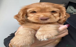 Cocker Spaniel dogs for sale: Beautiful Cocker Spaniel Pups - Image 10