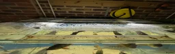 Other/Mixed Breed fish for sale: Closing down in Basingstoke - Advert 5