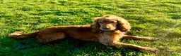 Cocker Spaniel dogs for stud: Health tested golden show cocker spaniel stud - Advert 4