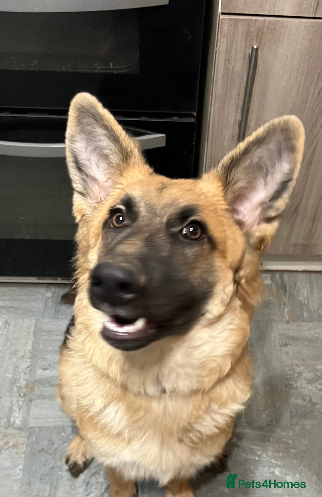 German Shepherd dogs for sale: Beautiful straight backed German shepherd  - Advert 3