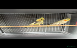 Cockatiels birds for sale: Cockatiel Aviary for sale  - Image 3