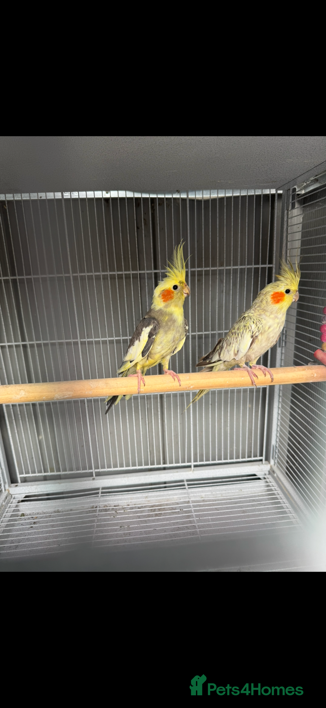 Cockatiels birds for sale: Cockatiel Aviary for sale  - Image 3