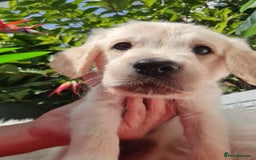 Golden Retriever dogs for sale: Stunning Golden Retriever puppies  - Image 16