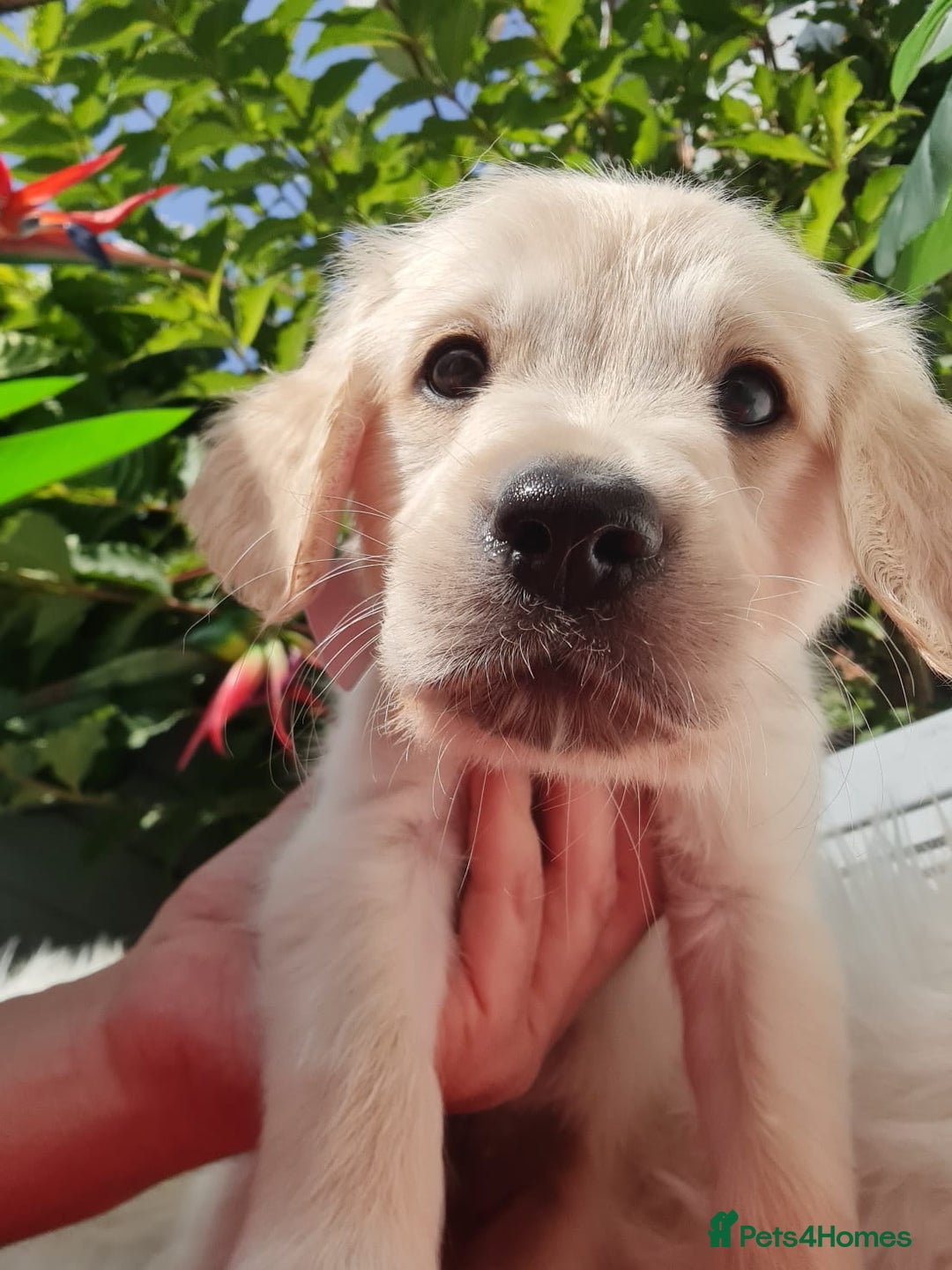 Golden Retriever dogs for sale: Stunning Golden Retriever puppies  - Image 16