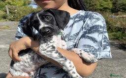German Shorthaired Pointer dogs for sale: 3boys 3girls left ‼️Stunning Litter of GSP puppies - Image 11