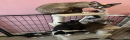 Mixed Breed cats for sale: Half Devon Rex Kittens - Advert 2