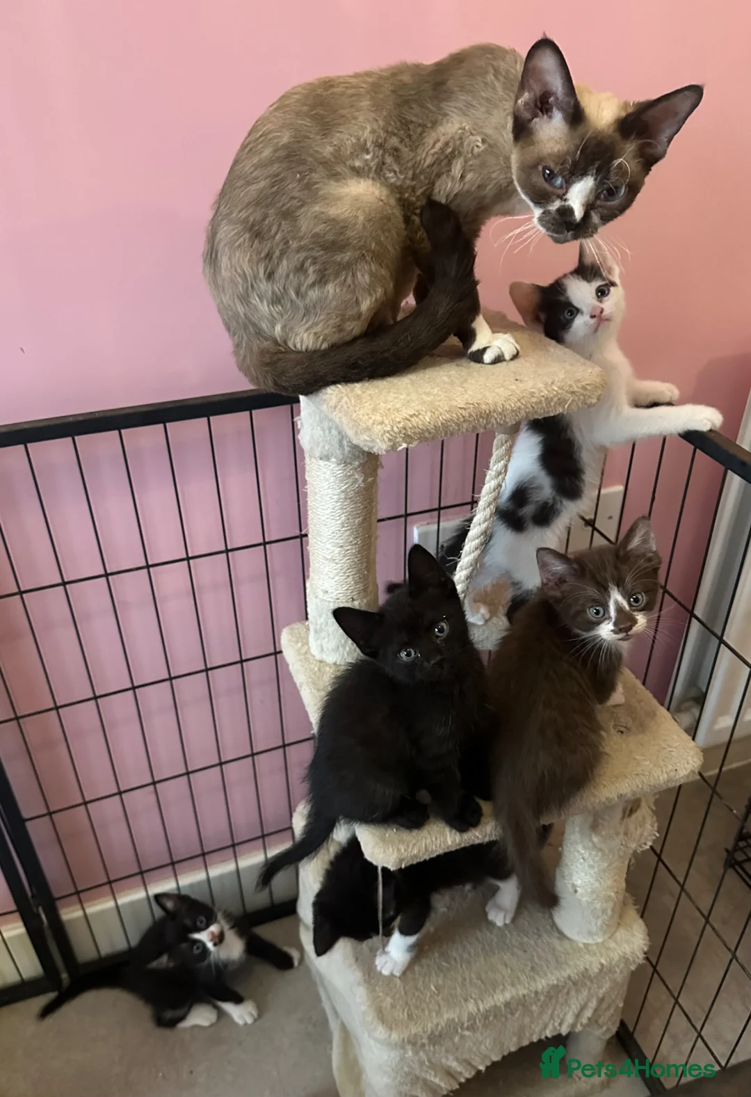 Mixed Breed cats for sale: Half Devon Rex Kittens - Advert 2