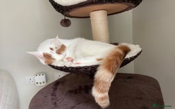 Persian cats for sale: Ragdoll / Persian Mix (4yrs) - Image 4