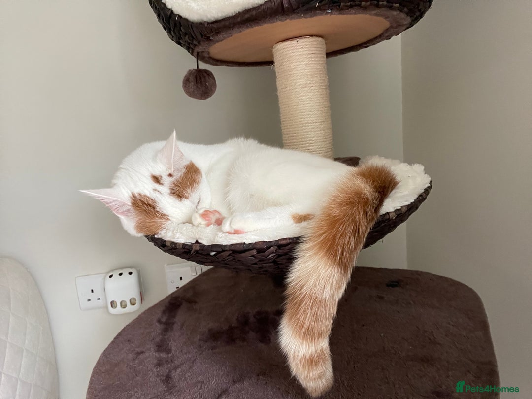 Persian cats for sale: Ragdoll / Persian Mix (4yrs) - Image 4