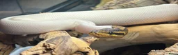 Python Snake reptiles for sale: Pied Ball Python - Advert 2