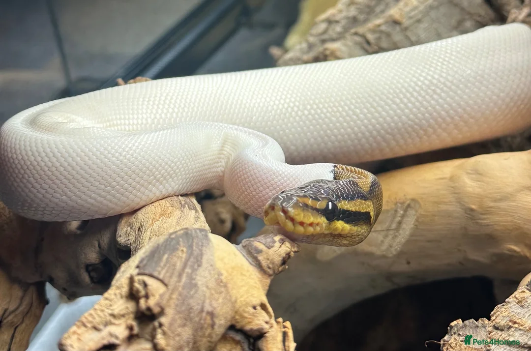Python Snake reptiles for sale: Pied Ball Python - Advert 2