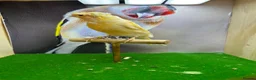 Canaries birds for sale: Crested/gloster canaries - Advert 5