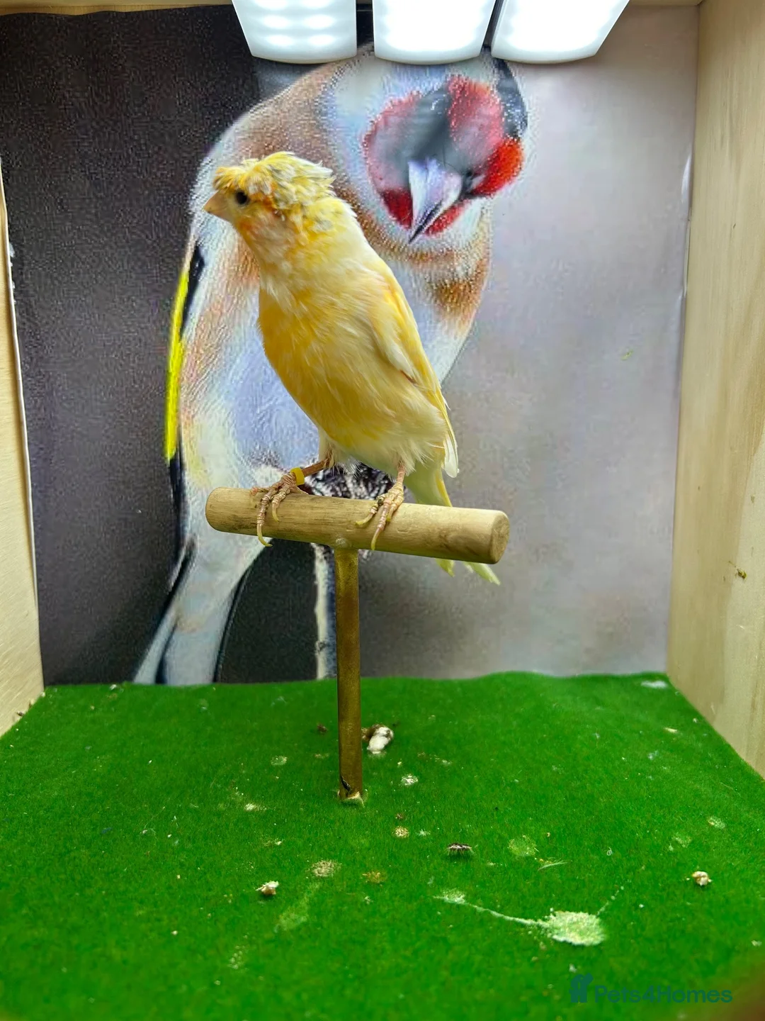 Canaries birds for sale: Crested/gloster canaries - Advert 5