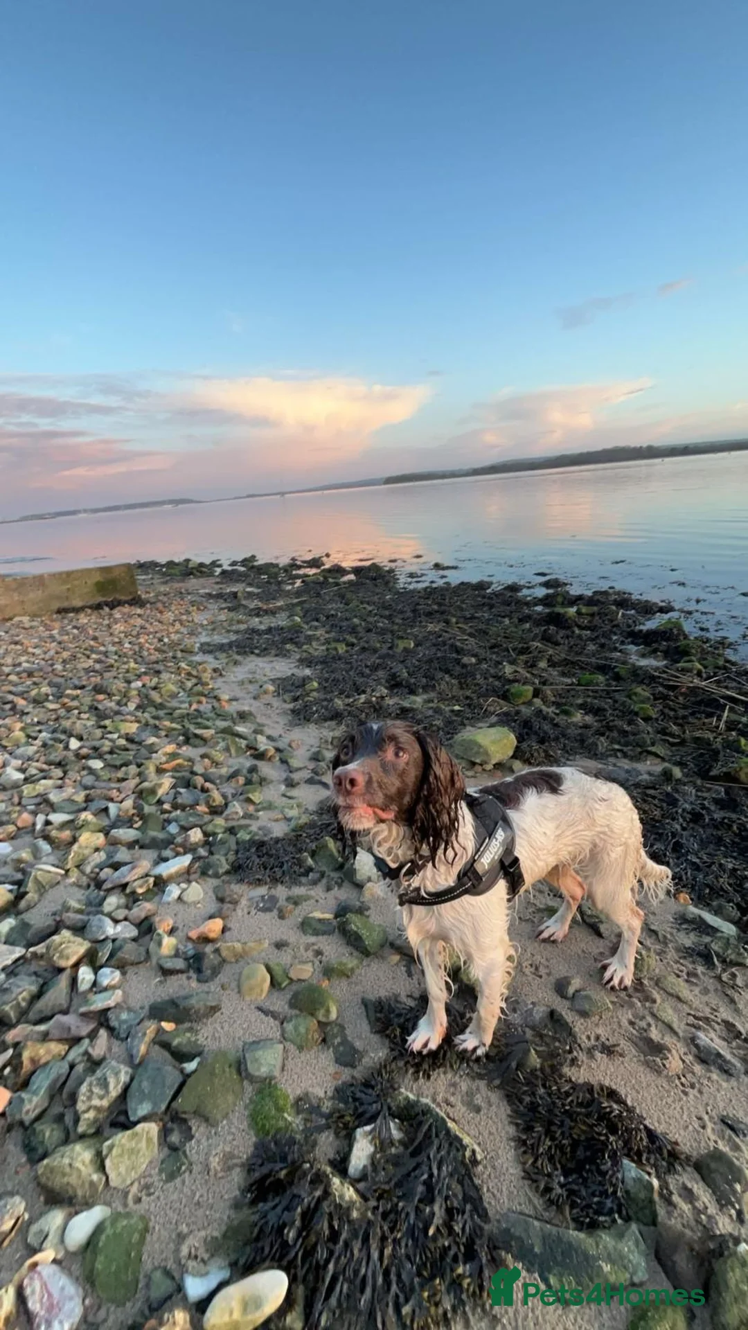 English Springer Spaniel dogs for sale: Pure springer puppies - Advert 12