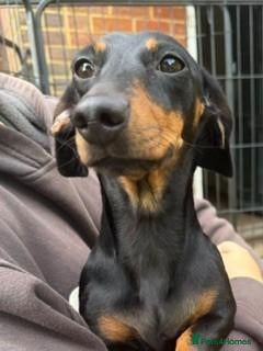 Miniature Dachshund dogs for sale: Female Black and Tan Smooth Hair Mini Dachshund - Advert 1