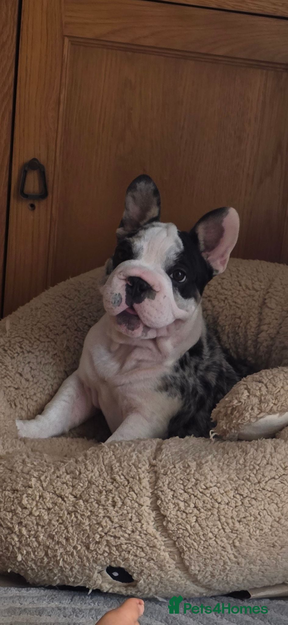 French Bulldog dogs Last girl ! French Bulldog  - Advert 8