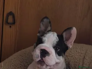 French Bulldog dogs Last girl ! French Bulldog - Advert 8