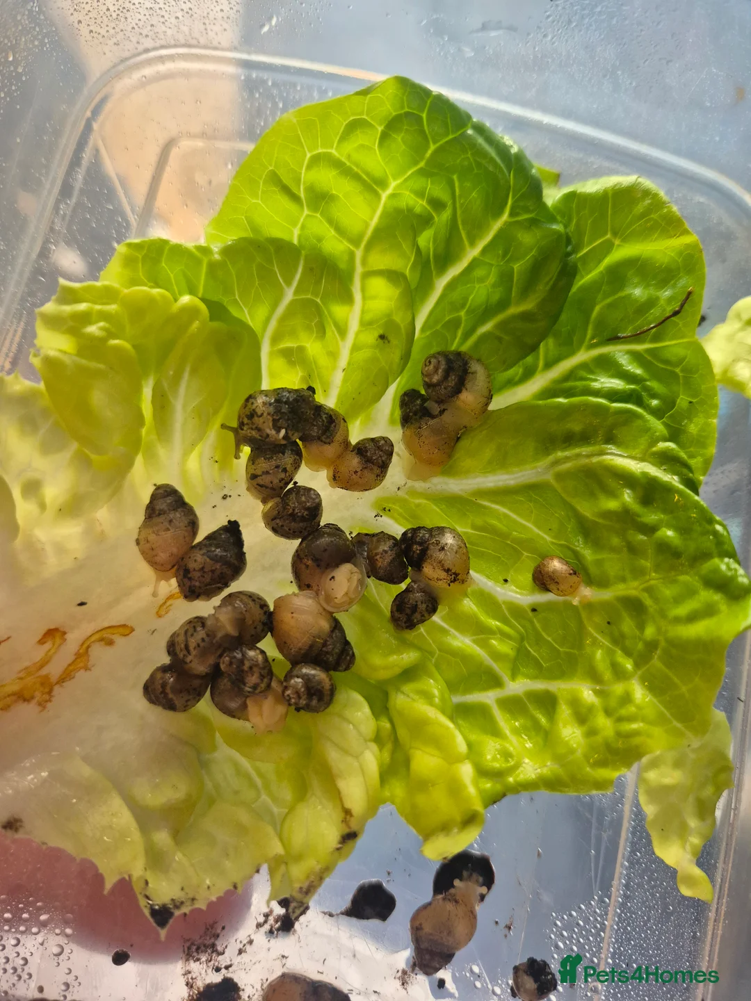 Snails invertebrates for sale: Baby african land snails - Advert 2