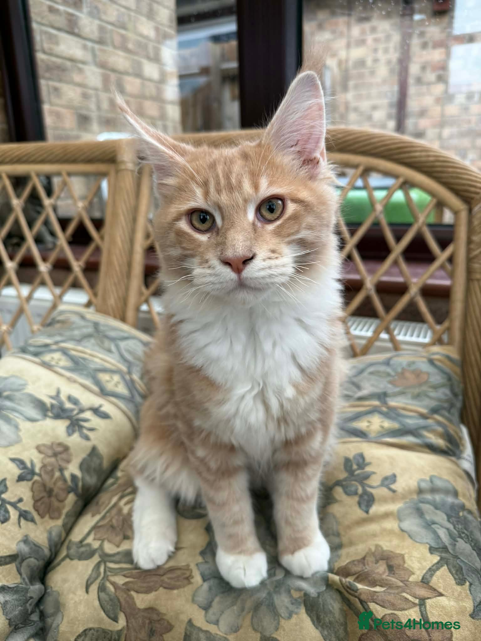 Maine Coon cats Male TICA Pedigree Maine Coon Kitten - Advert 11