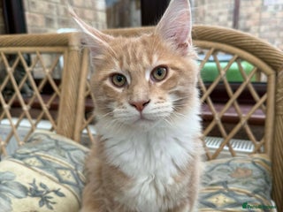 Maine Coon cats Male TICA Pedigree Maine Coon Kitten - Advert 8