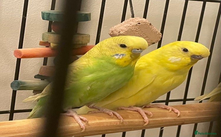 Budgerigars birds - Advert 1