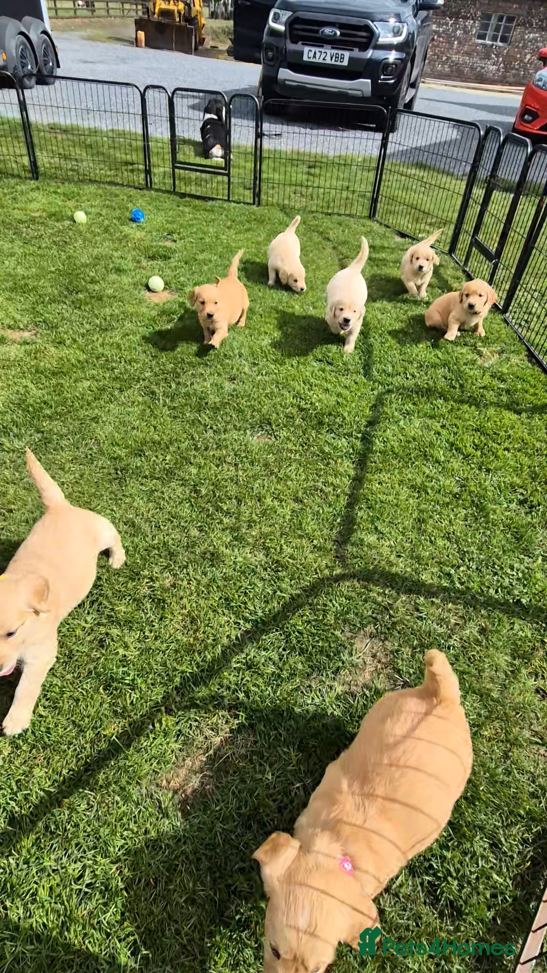 Golden Retriever dogs for sale: KC GOLDEN RETRIEVER PUPPIES HEALTH TESTED PARENTS  - Image 32