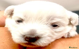 West Highland Terrier dogs for sale: Beautiful litter of west highland terriers  - Image 5
