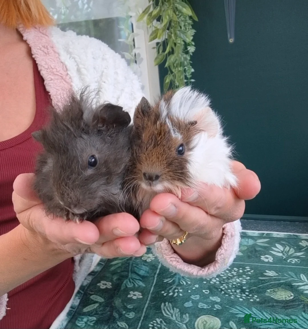 Guinea Pig rodents for sale: Pair of bonded male Guinea pigs young  - Advert 1