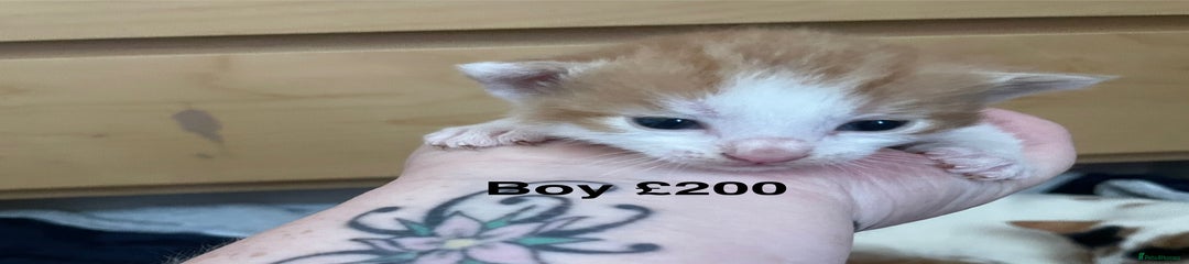 British Shorthair Kitten 2