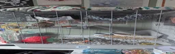 Rat rodents for sale: 4x female rats in Penrith - Advert 3