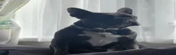 French Bulldog dogs for stud: Male French bulldog for stud  - Advert 9