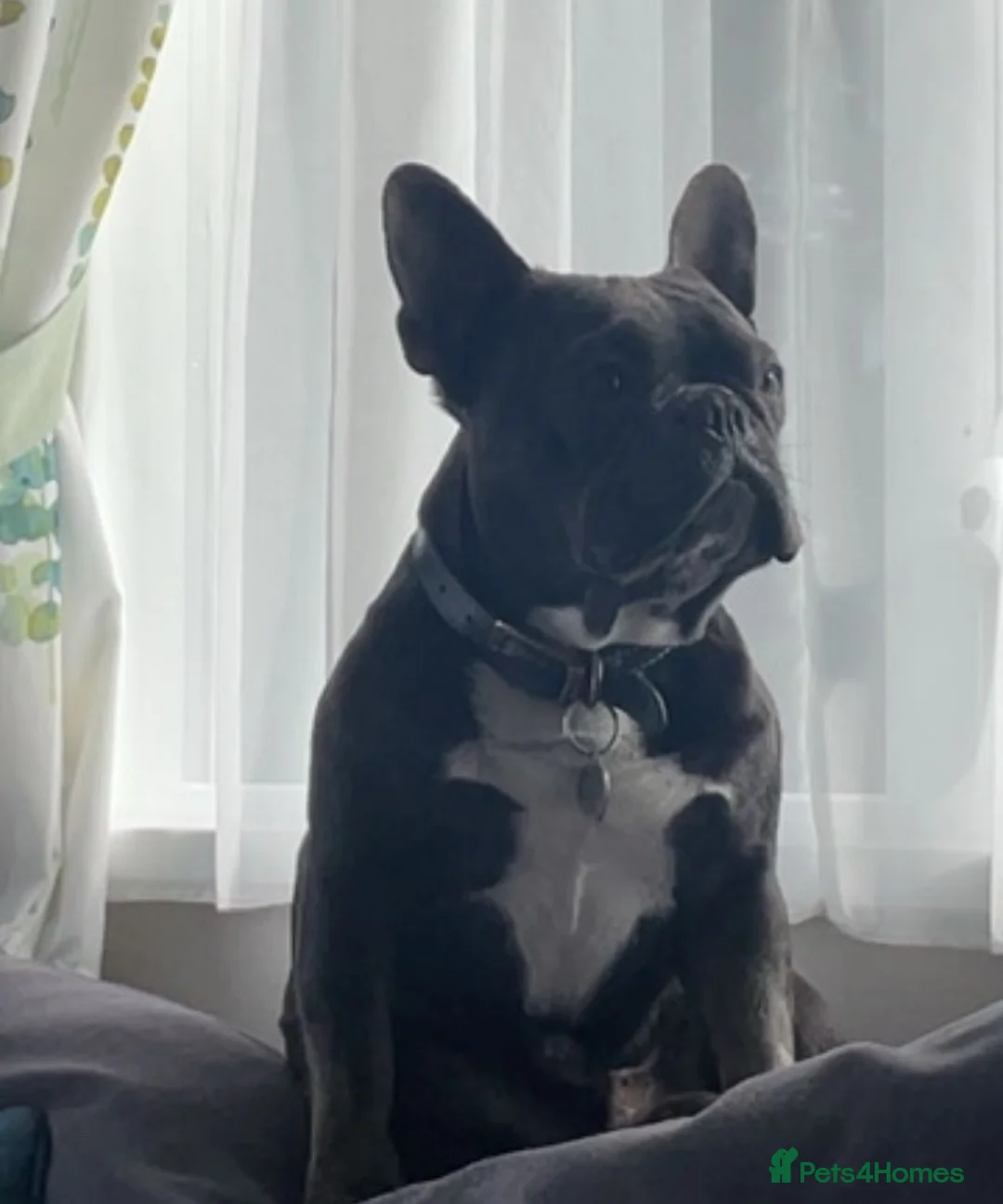 French Bulldog dogs for stud: Male French bulldog for stud  - Advert 9