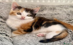 Mixed Breed cats for sale: STUNNING BOY AND GIRL KITTENS - Image 9