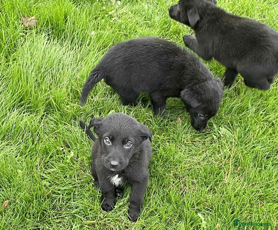 Borador dogs for sale: Vaccinated Fantastic Lab x Border Collie - Advert 5